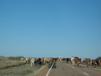 Cattle on Landsborough Highway
